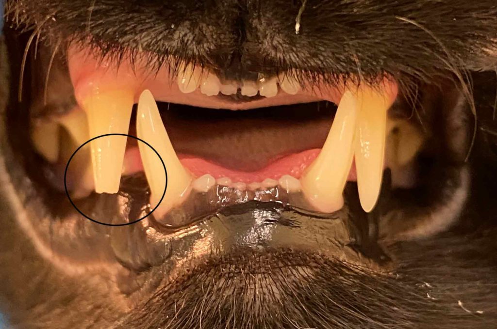 Kissan hammas katkennut