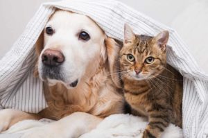 koira ja kissa