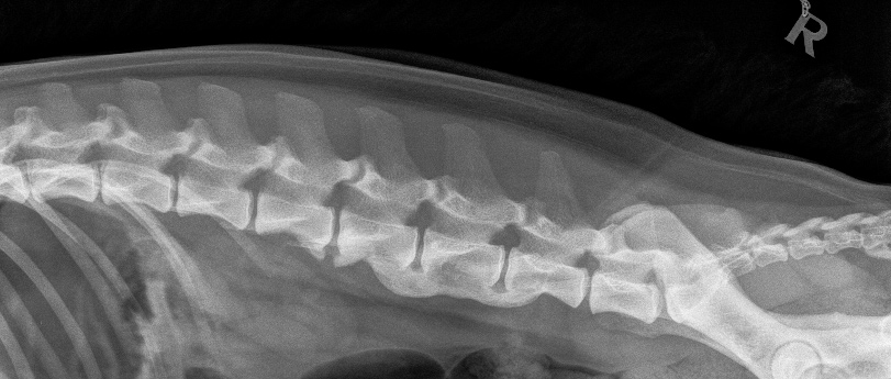Spondyloosi koiralla röntgenkuva