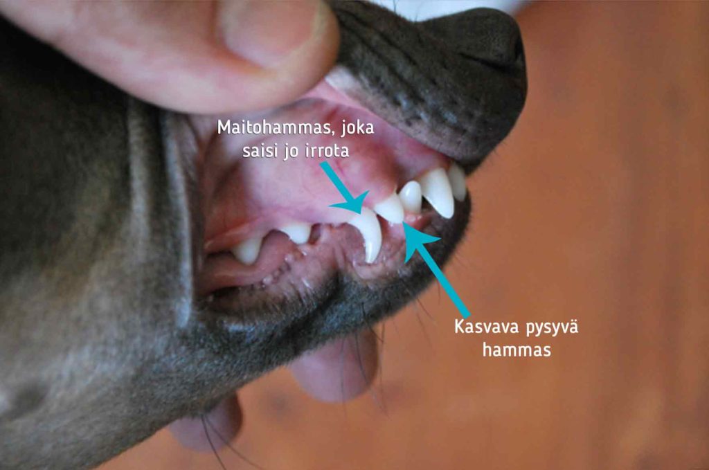 Koiran maitohammas
